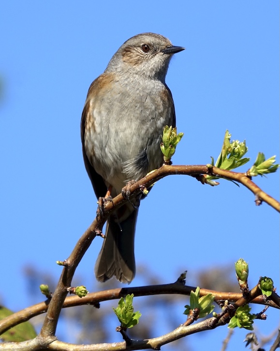 hedge sparrow